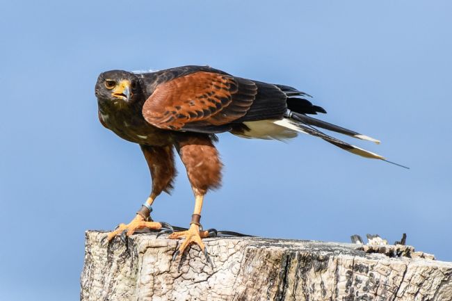 Mike Carroll | Harris Hawk