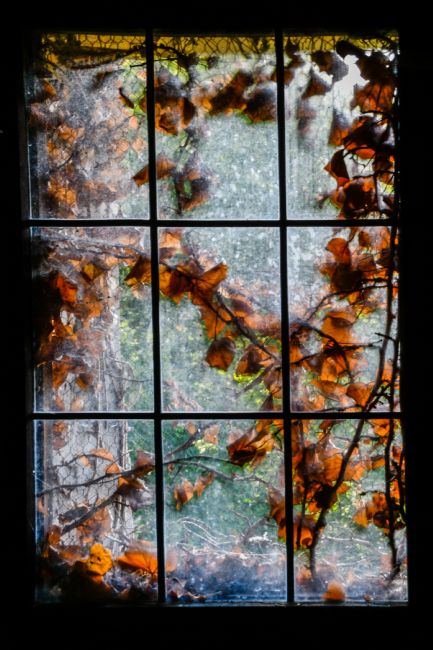 Mike Carroll | Autumn Leaves through a Window