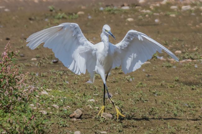Mike Carroll | Doing the Hokey Cokey