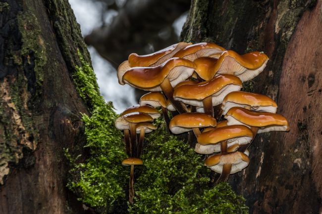 Mike Carroll | Winter Woodland Fungus