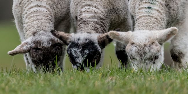 Mike Carroll | Heads down, grub up