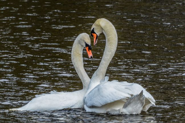 Mike Carroll | New love