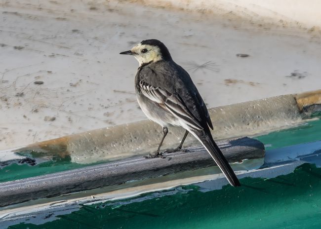Mike Carroll | Pied Wagtail
