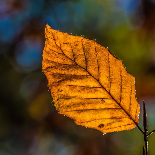 Mike Carroll | Autumn Beech Leaf
