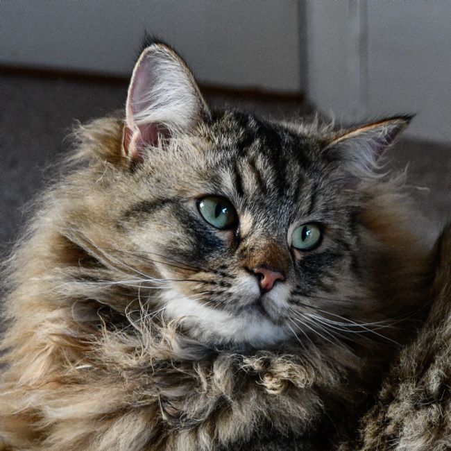 Mike Carroll | Scout - Maine Coon Cross Cat