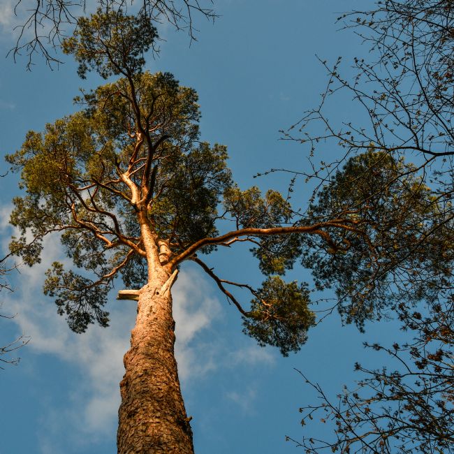 Mike Carroll | Scots Pine