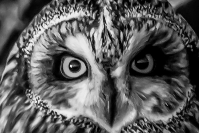 Mike Carroll | Short eared Owl close-up - charcoal effect