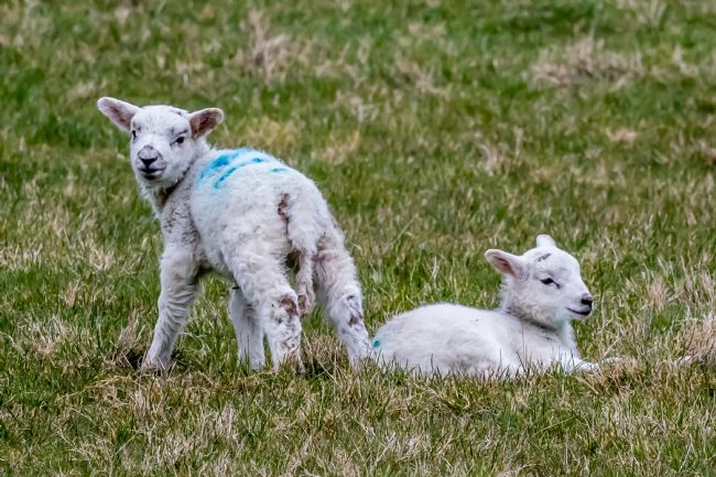 Mike Carroll | Spring Lambs 