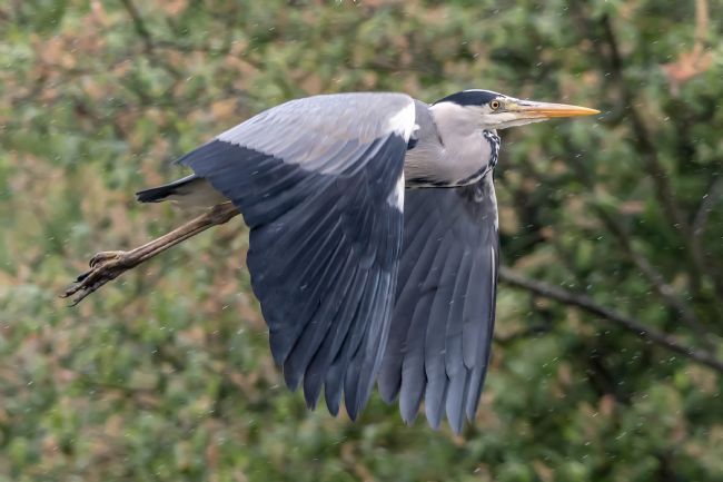 Mike Carroll | Grey Heron at Rye Meads 3