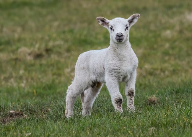 Mike Carroll | Spring lamb