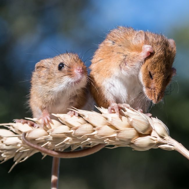 Mike Carroll | Harvest Mouse 5