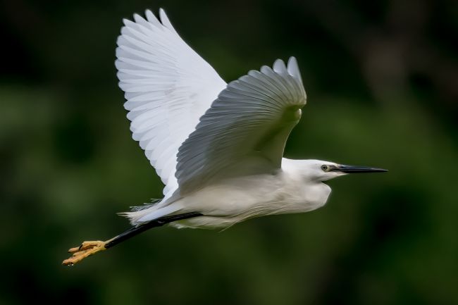 Mike Carroll | Little Egret