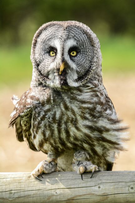 Mike Carroll | Great Grey Owl