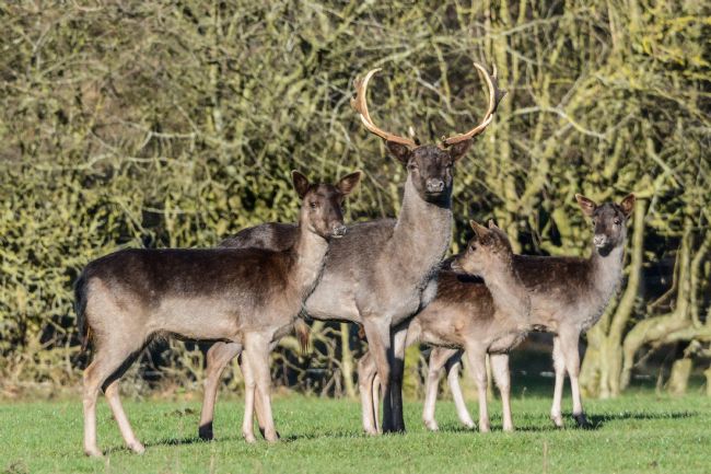 Mike Carroll | Fallow Deer