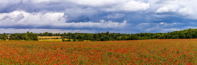 Mike Carroll | Poppy Panorama