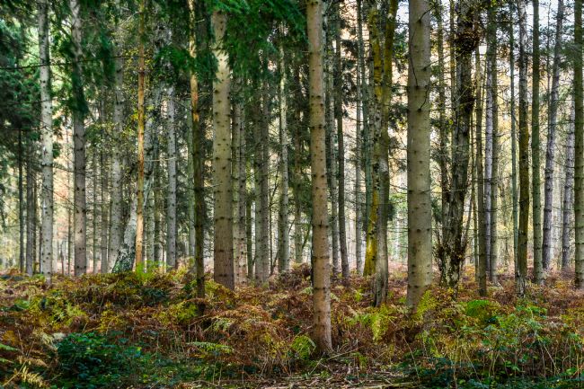 Mike Carroll | Pine Tree Regiment