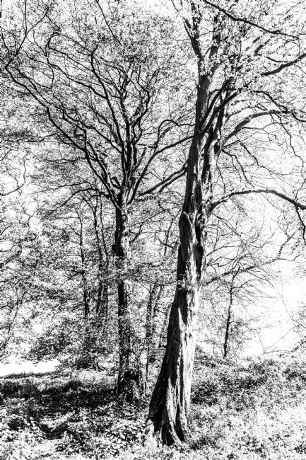 Mike Carroll | Beech Trees