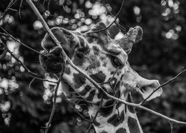 Mike Carroll | Giraffe dinner time
