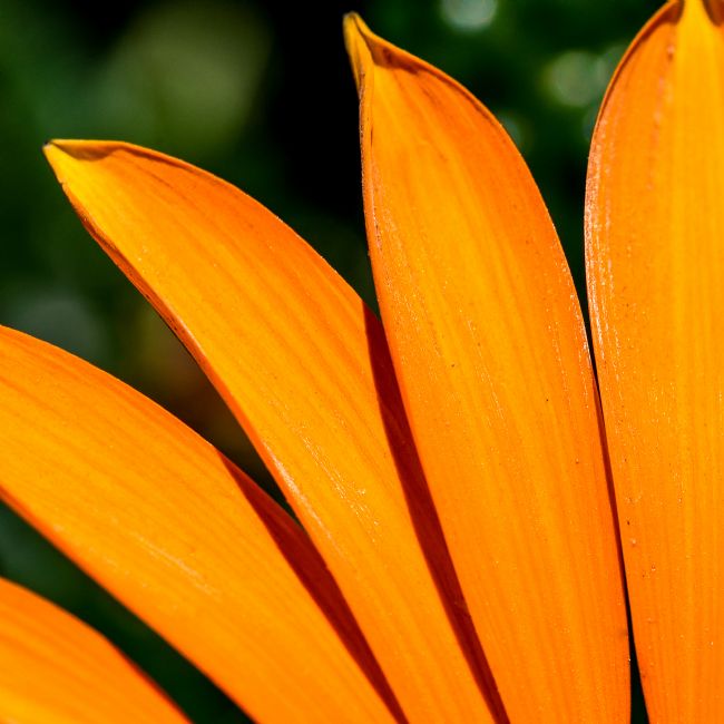 Mike Carroll | Gazania