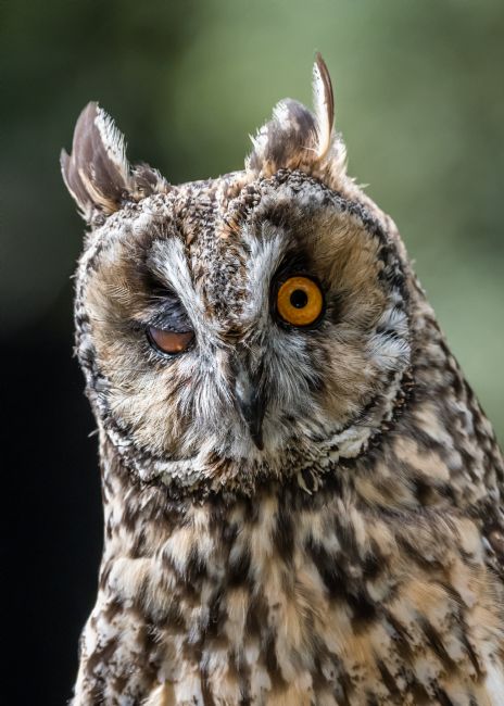 Mike Carroll | Winking Owl