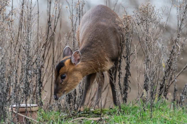 Mike Carroll | Muntjack Deer
