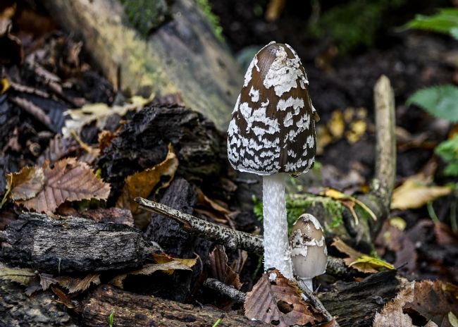 Mike Carroll | Magpie Fungus - Coprinopsis Picacea