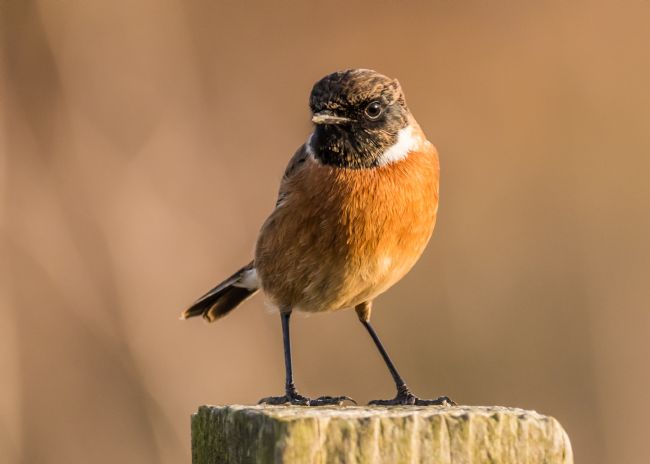 Mike Carroll | Male Stonechat