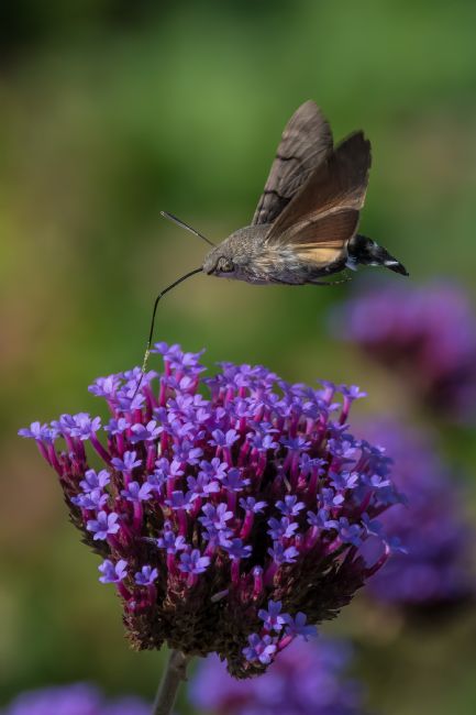 Mike Carroll | Hummingbird Hawk Moth