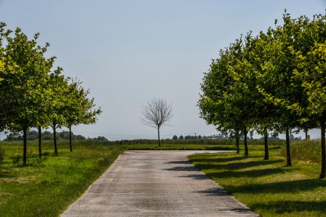 Mike Carroll | The Tree that Spring Forgot
