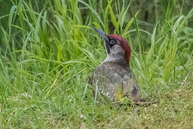 Mike Carroll | Green Woodpecker