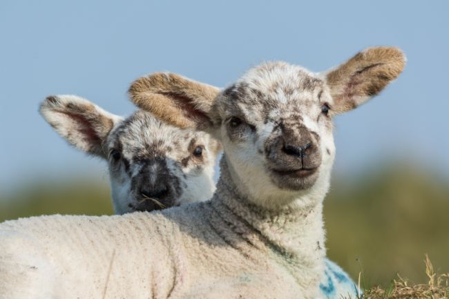 Mike Carroll | Twins