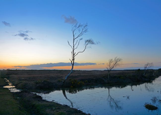 Mike Carroll | Skeletal trees at sunset