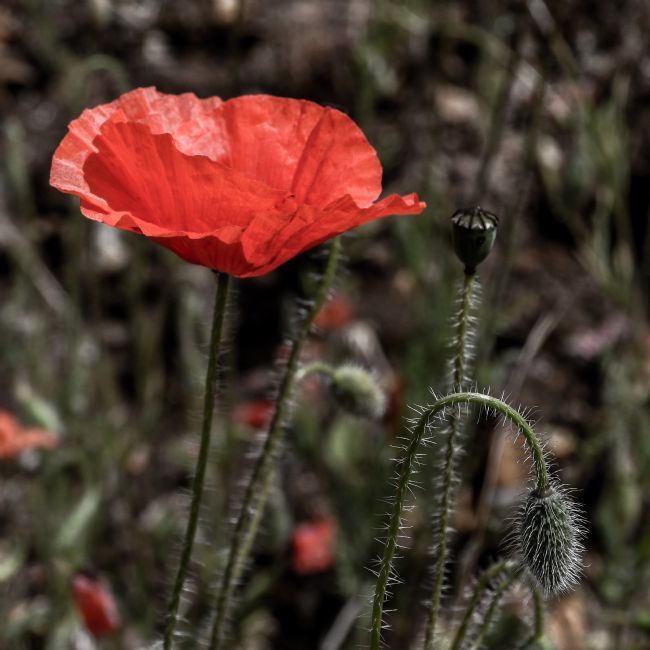 Mike Carroll | Panshanger Poppies (3)