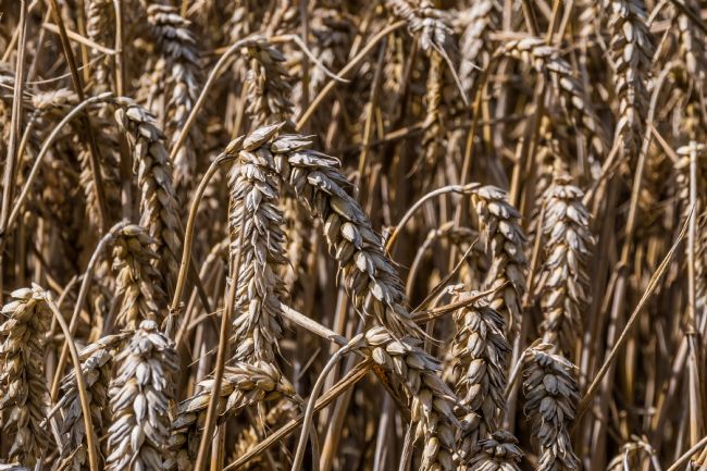 Mike Carroll | Before the Harvest