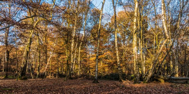 Mike Carroll | Silver Birch Trees on an Autumn Day