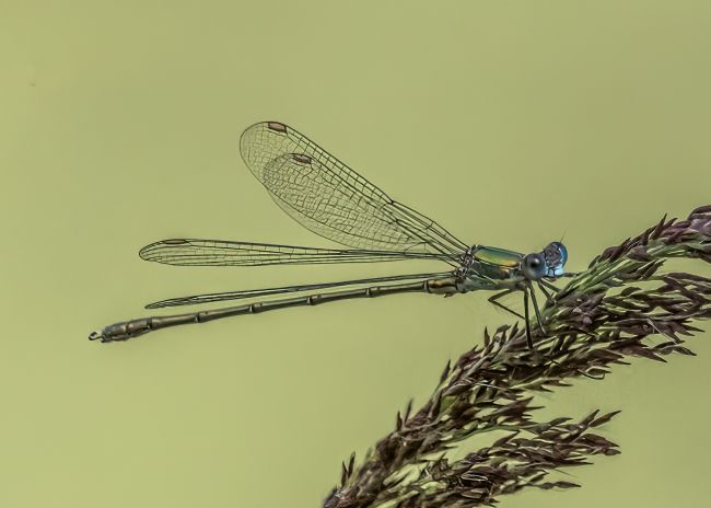 Mike Carroll | Willow Emerald Damselfly