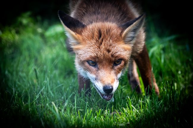 Mike Carroll | Dobbie