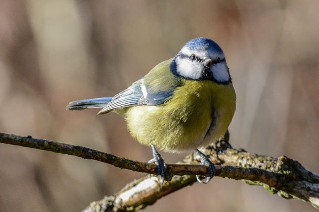 Mike Carroll | Blue Tit