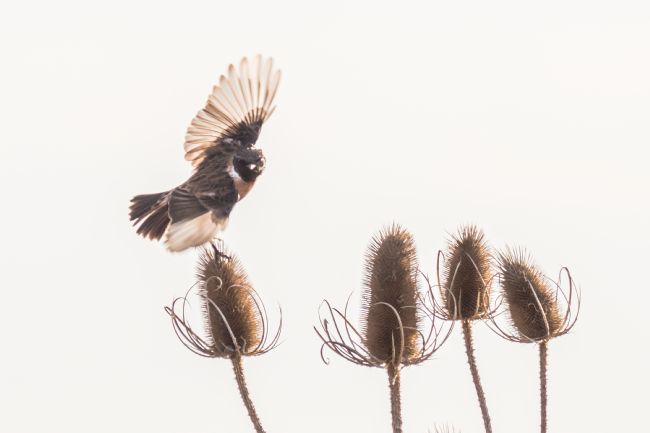 Mike Carroll | Stonechat on Teasel