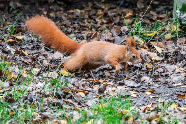 Mike Carroll | Red Squirrel 1