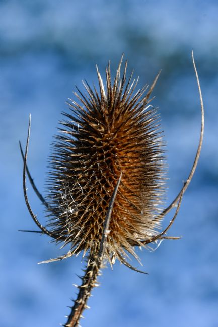 Mike Carroll | Teasel on a sunny day