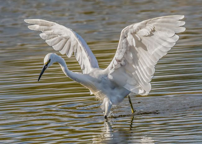 Mike Carroll | Little Egret