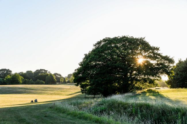 Mike Carroll | Evening Stroll