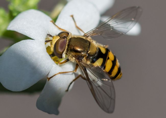 Mike Carroll | Hover Fly Macro