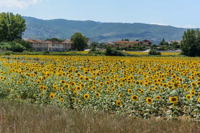 Mike Carroll | Umbrian Sunflowers