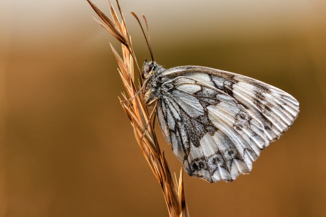 Mike Carroll | Marbled White Butterfly