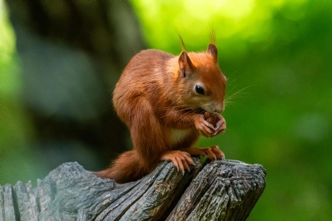 Mike Carroll | Red Squirrel