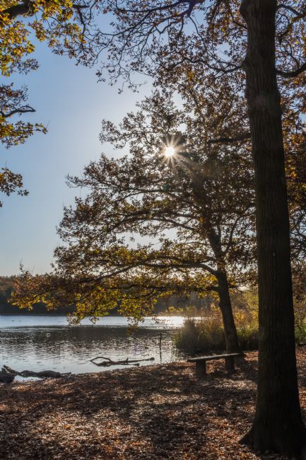 Mike Carroll | Autumn Sunshine through the Trees