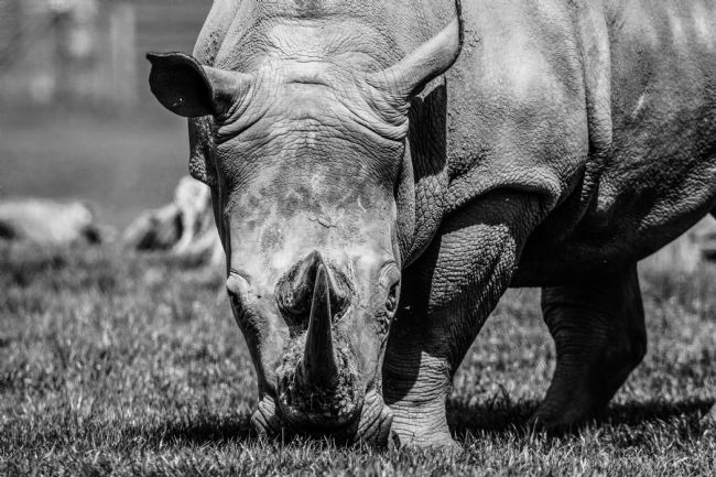 Mike Carroll | Rhino on alert
