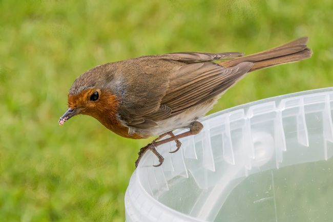 Mike Carroll | Hungry Robin (1)